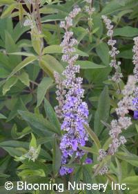 Vitex agnus-castus 'Blue'